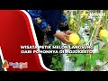 Wisata Petik Melon Langsung dari Pohonnya di Mojokerto