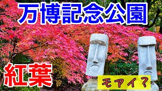 【万博記念公園】紅葉と自然で安らぎのひと時を🍁