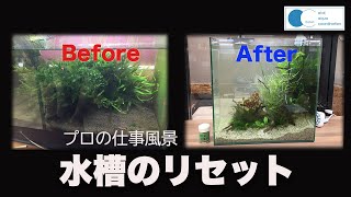 【アクアリウム】水槽リセットから立ち上げまで