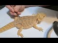 stayin rad shed removal vol 3•parts 1 u00262 stayrad beardeddragons @chucknorrizbeardeddragons