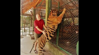 The Truth About Tiger Kingdom Phuket Thailand