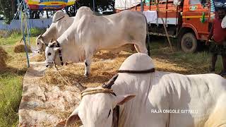 Karampudi గొటికే రవి తేజేశ్వర్ రెడ్డి గారి గిత్తలు జిల్లెల్ల గ్రామం గోస్పాడు మండలం కర్నూలు జిల్లా