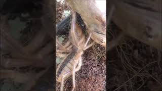 Sarıkız Saldırısı #camel spider attack (BÖĞ Serisi3 #Carabus)