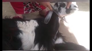 Slaughter Goat