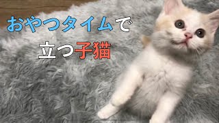 ちゅ〜るは立って食べる派な子猫