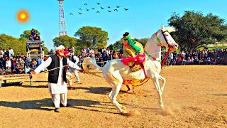 Horse dance Rajasthani Horse❤️#viral #trending #horse #ghode #video #horsevideo #viralvideo #vairal