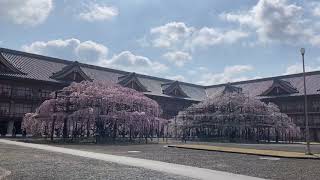 枝垂れ桜2021／関西で有名な天理教のツイン大枝垂れ桜