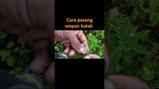 cara pasang umpan katak asli buat mancing casting ikan gabus