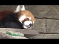 レッサーパンダ　ミライくん　雨の日のお昼寝　【浜松市動物園】　red panda hamamatsu zoo