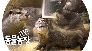 슈퍼대디 수달 ‘겨울이’의 스파르타식 수영교육! @TV 동물농장 20190512