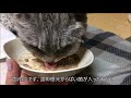 歯肉炎で顔が腫れちゃったので動物病院受診した老猫　2019 3 22