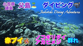 小笠原諸島・父島🏝ダイビング🤿赤ブイ🪸ノコギリダイ・アカヒメジ😆👌2024年7月