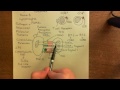 The Adaptive Immune Response and Immunosuppressants Part 4