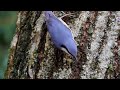 西湖野鳥の森公園のゴジュウカラ 　その８（4k動画）