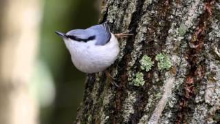 西湖野鳥の森公園のゴジュウカラ 　その８（4K動画）