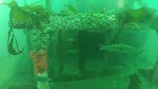 Ruby E Wreak Dive 9/17/2016