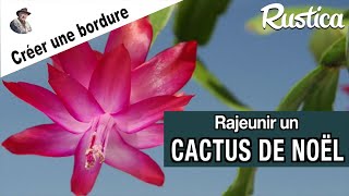 Rajeunir un cactus de noël