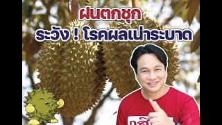 โรคผลเน่าทุเรียน จากเชื้อไฟทอปเธอร่า