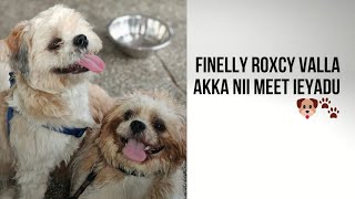 video end varuku chudandi Roxcy happiness kosam 🐶🐾 #chocozara #doglover