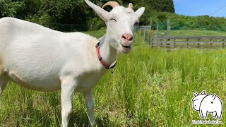 青い空、群がるアブ、ヤギ達は変わらず草を食べてます　上の放牧場　2023年8月3日 goat farm 吉がけ牧場