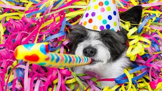 Dog Birthday Party Ideas: 3 Easy Ways to Celebrate Your Dog’s Birthday