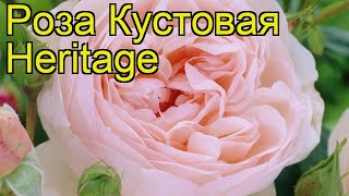 Роза кустовая Наследие (Heritage). Краткий обзор, описание характеристик, где купить саженцы