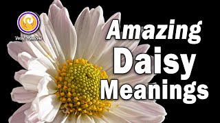 Why DAISIES Are MORE Than What You Think