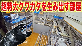 ロブスターのようなヒラタクワガタを生み出す神奈川のブリーダーの飼育部屋がとんでもないことになっていた…