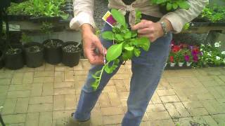 Rooting wave petunias with Lauren Quarltere