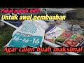 Cara pemupukan untuk awal pembuahan tanaman semangka