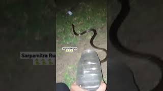 Indian chekad kilback snake