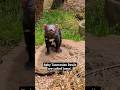 Baby Tasmanian Devils #shorts