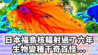 日本福島核輻射過了六年，生物變種千奇百怪..現在那裡竟然變成「這樣」！黃瓜上還長出葉子！