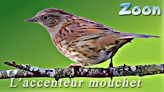 L'Accenteur mouchet - The dunnock