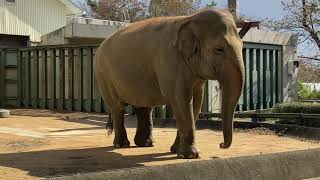 🐘おやつの時間が来たと気づいた王子動物園のゾウのズゼさん💕😊