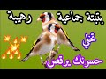 🔥#بتبتة حسون تحارب الصمت و الخمول🔥و تحفز على التغريد🔥تخلي الحسون يولع نار🔥👍@birdsounds-x