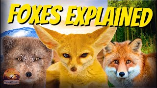 FOXES EXPLAINED: 🦊 The Story of the Cutest Survivors on Earth