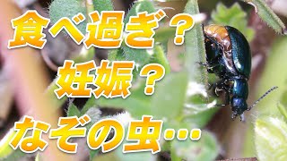 見ていて飽きないなぞだらけの生き物【ヨモギハムシ】