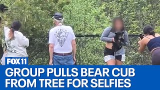 People pull bear cubs from trees for selfies