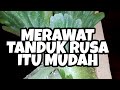 TIPS DAN CARA MERAWAT TANAMAM HIAS TANDUK RUSA DENGAN MUDAH #tandukrusa #caramerawattanamanhias