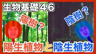 【生物基礎46】陽生植物と陰生植物の「光-光合成曲線」の比較【陽樹と陰樹】