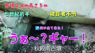 秋殿南古墳   方墳24m高さ5ｍ1辺24m　七世紀初頭　ナビの指示に従い　進んで行くと方向が違い　 　到達することが出来ず　引き返して再度トライ　怖い怖い古墳です？？