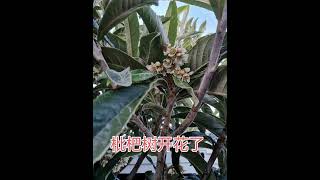 枇杷树开花  终于等到你  基督城种了7年枇杷树终于开花结果