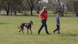 Greyhound coursing tips: Common questions