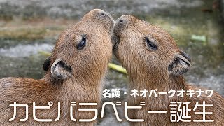 カピバラベビー誕生！