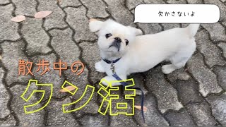 散歩中のクン活！欠かさないよ！【ペキニーズ 】