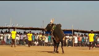 கொம்பு வச்ச சிங்கத்தை அடக்கும் பாயும் புலி கார்த்தி