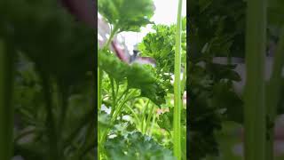 Mesmerizing Herb Garden #shorts