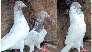 AMIT DA PIGEON LOFT BEHALA LALSIRA ANDHRA FOR SALE