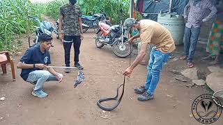 Snake Rescue Call Kali Talai Village..